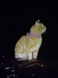 Found/Stray Unknown Cat last seen Wing Mountain Rd at FR 222B, Fort Valley, AZ 86001