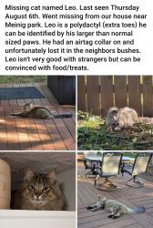 Lost Male Cat last seen SE Highway 211 Dobarko Rd, Sandy, OR 97055