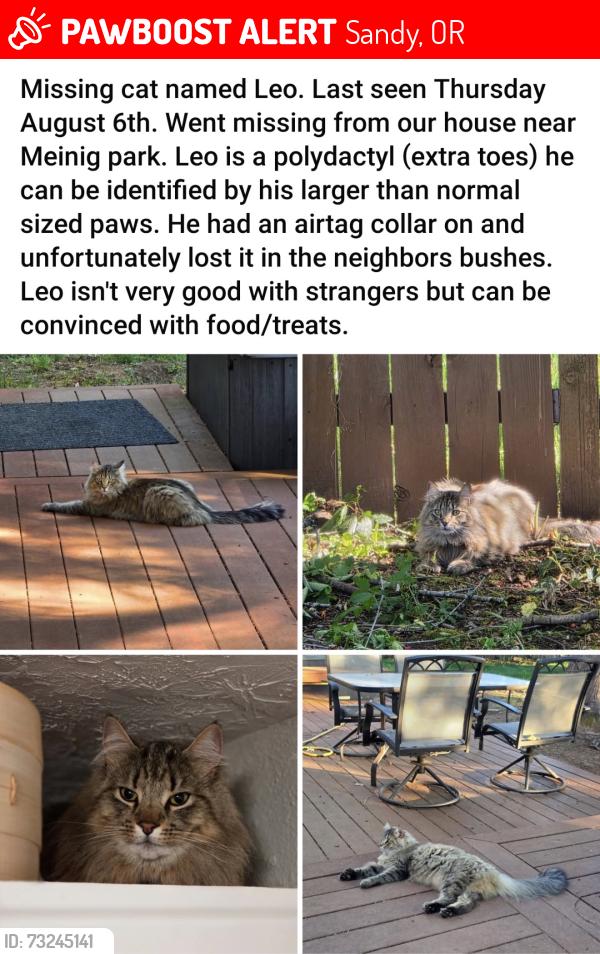 Lost Male Cat last seen SE Highway 211 Dobarko Rd, Sandy, OR 97055