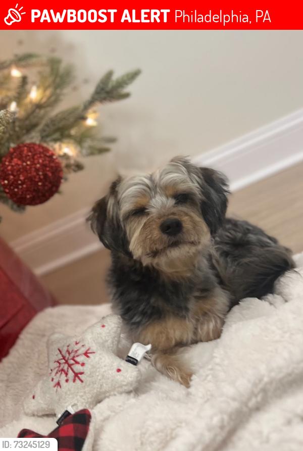 Lost Male Dog last seen North 3rd Street, Philadelphia, PA 19133