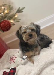 Lost Male Dog last seen North 3rd Street, Philadelphia, PA 19133