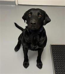 Shelter Stray Male Dog last seen Near BLOCK W PLUM CREEK PKWY, CASTLE ROCK, CO 80109, 4556 Castleton Ct, Castle Rock, CO 80109, USA