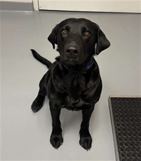 Shelter Stray Male Dog last seen Near BLOCK W PLUM CREEK PKWY, CASTLE ROCK, CO 80109, 4556 Castleton Ct, Castle Rock, CO 80109, USA
