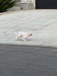 Found/Stray Unknown Dog last seen Hedford flts, San Antonio, TX 78254