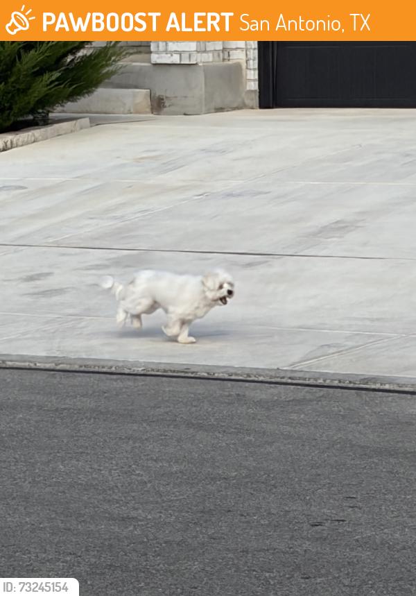 Found/Stray Unknown Dog last seen Hedford flts, San Antonio, TX 78254