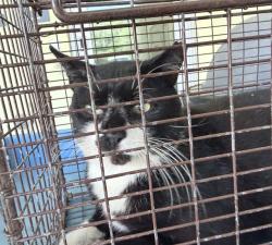 Shelter Stray Male Cat last seen BILLY LN, LEESBURG, 12280 County Rd 448, Tavares, FL 32778, USA