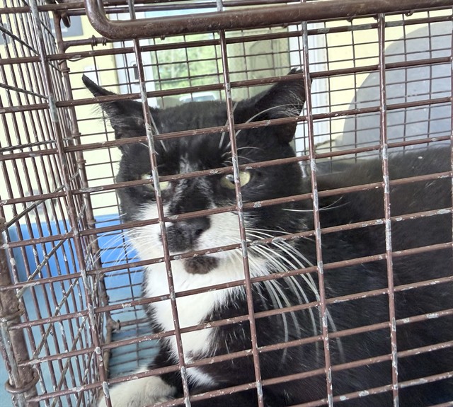 Shelter Stray Male Cat last seen BILLY LN, LEESBURG, 12280 County Rd 448, Tavares, FL 32778, USA