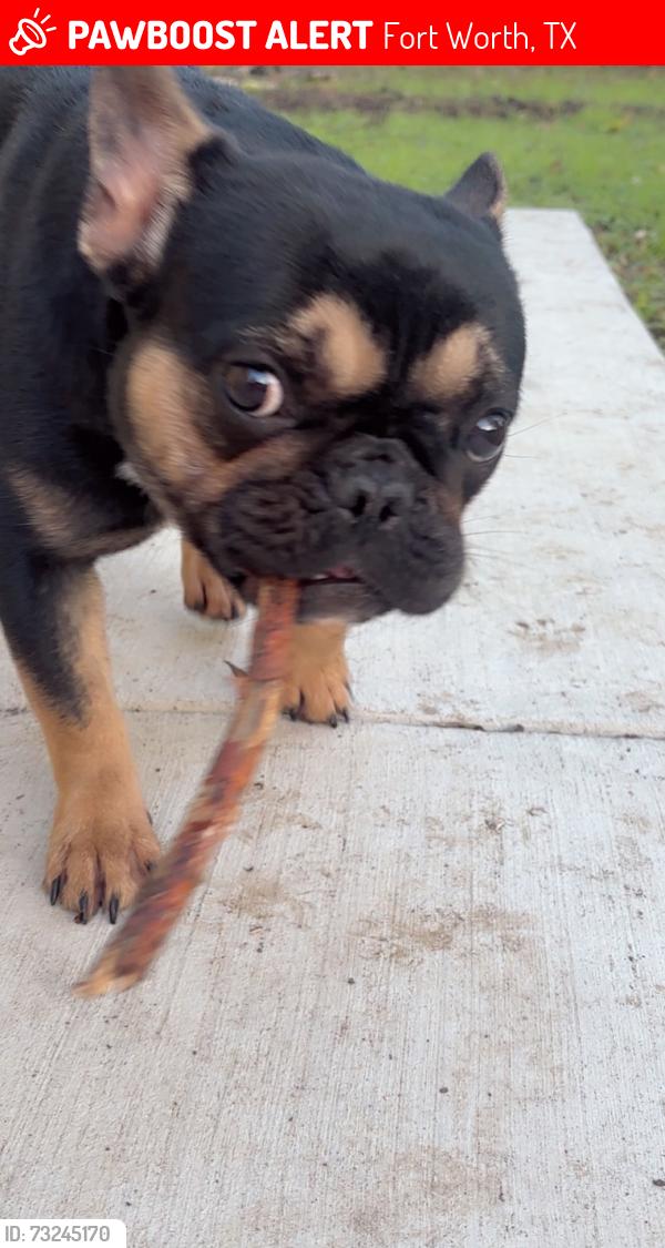 Lost Female Dog last seen Deen road and 28th, Fort Worth, TX 76106