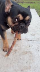Lost Female Dog last seen Deen road and 28th, Fort Worth, TX 76106