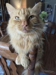 Reunited Male Cat last seen Near Emmanuel church road area, Rockwell, NC 28138