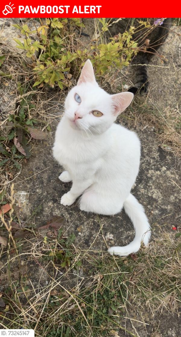 Lost Female Cat last seen Findon village, Findon, England BN14 0TQ