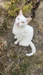 Lost Female Cat last seen Findon village, Findon, England BN14 0TQ