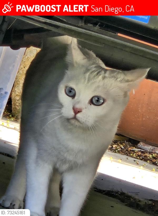 Lost Female Cat last seen Bisby Lake and Tommy Dr, San Diego, CA 92119