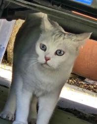 Lost Female Cat last seen Bisby Lake and Tommy Dr, San Diego, CA 92119