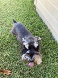 Found/Stray Unknown Dog last seen Nolan River & Woodside, Cleburne, TX 76033