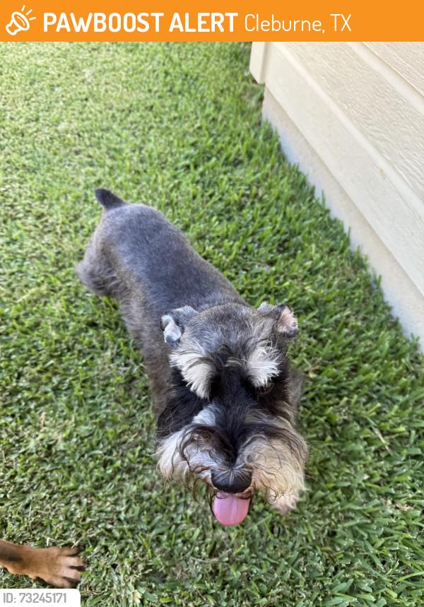 Found/Stray Unknown Dog last seen Nolan River & Woodside, Cleburne, TX 76033