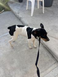 Found/Stray Male Dog last seen Hillside and Central, Riverside, CA 92504