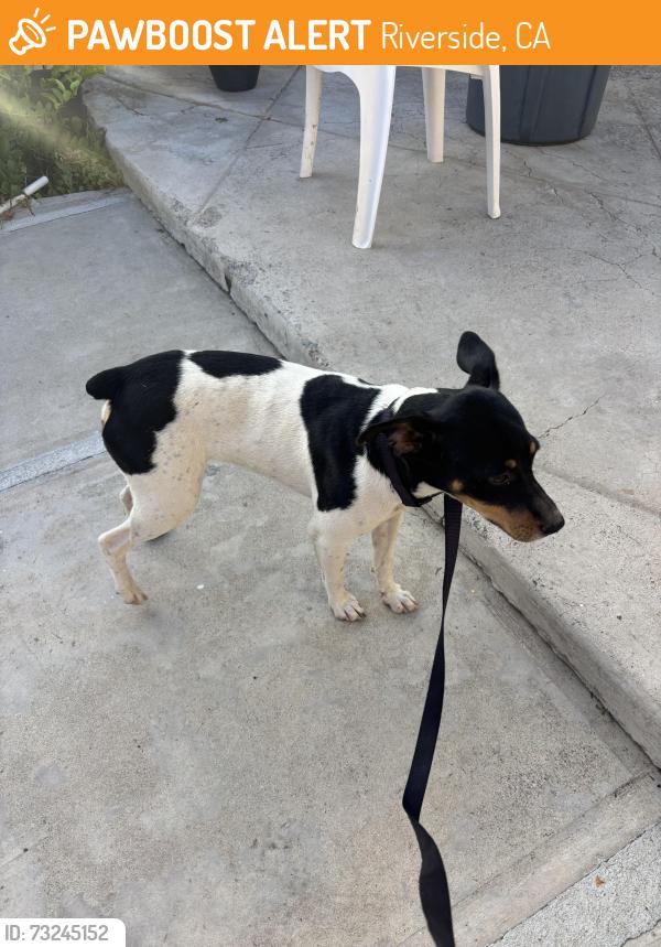 Found/Stray Male Dog last seen Hillside and Central, Riverside, CA 92504