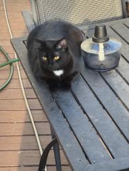 Reunited Female Cat last seen Our backyard, Centreville, VA 20120