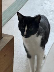Found/Stray Unknown Cat last seen Meridian Avenue, San Jose, CA 95120