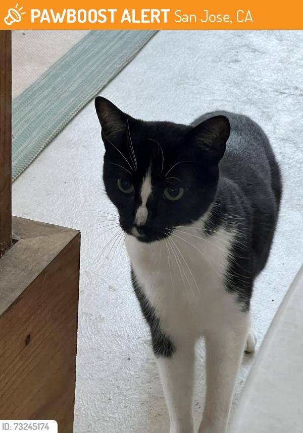 Found/Stray Unknown Cat last seen Meridian Avenue, San Jose, CA 95120