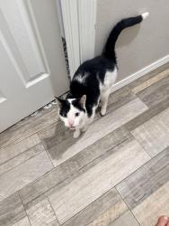 Lost Male Cat last seen Greystone ave, Oklahoma City, OK 73120