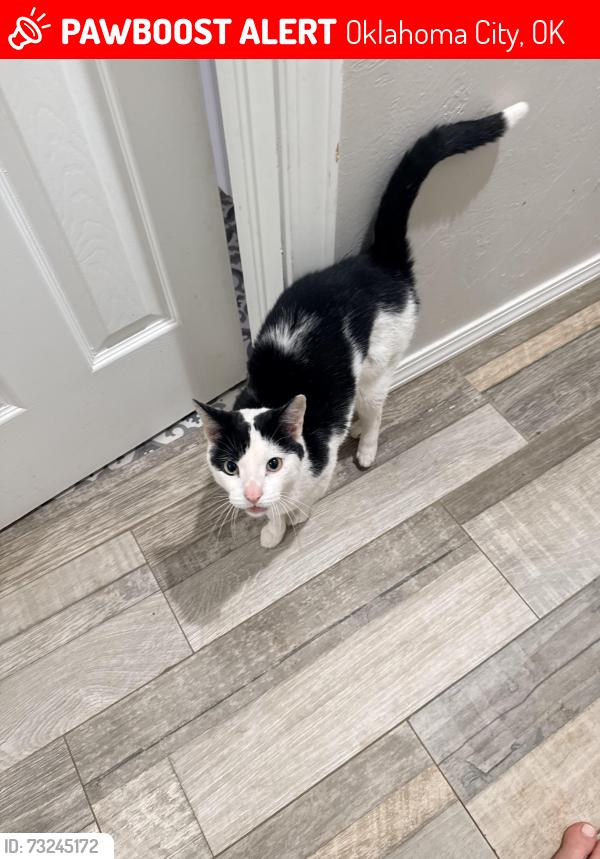 Lost Male Cat last seen Greystone ave, Oklahoma City, OK 73120