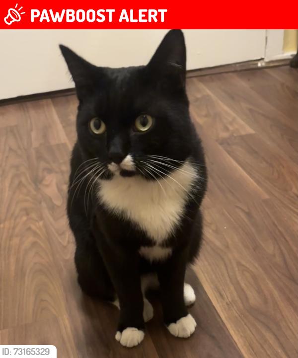 Lost Male Cat last seen Empress Avenue E48SR, Greater London, England E4 8SR