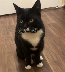 Lost Male Cat last seen Empress Avenue E48SR, Greater London, England E4 8SR