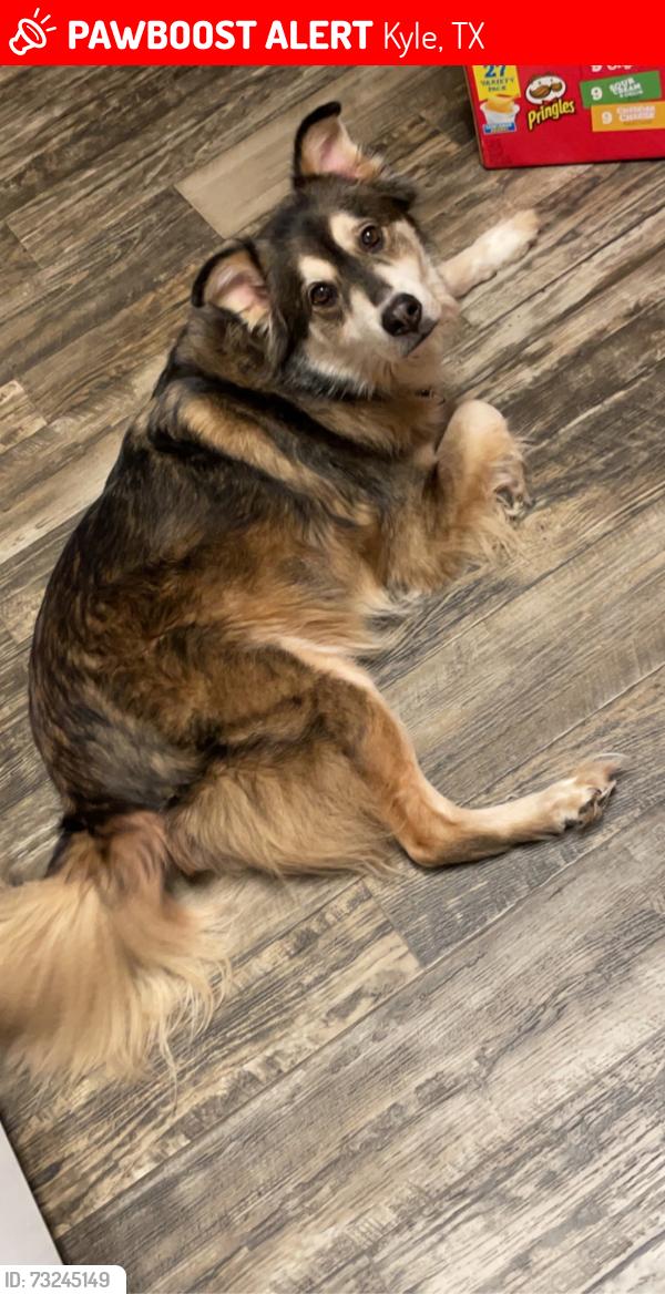 Lost Male Dog last seen Twin Cv and Lynn, Kyle, TX 78640