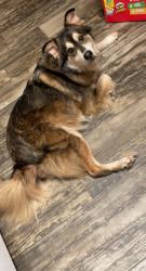 Lost Male Dog last seen Twin Cv and Lynn, Kyle, TX 78640