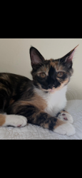 Lost Female Cat last seen Coverstone drive, Prince William County, VA 20109
