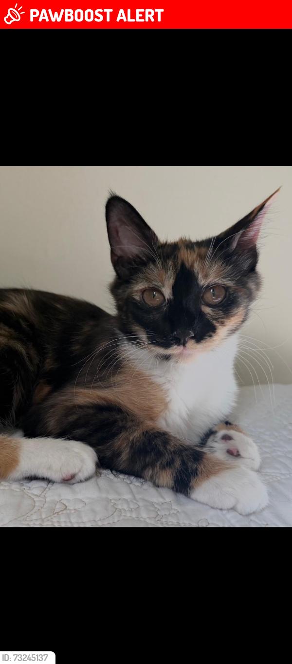 Lost Female Cat last seen Coverstone drive, Prince William County, VA 20109