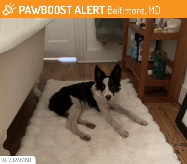 Found/Stray Male Dog last seen Argonne drive between cator ave and elkador rd, Baltimore, MD 21218