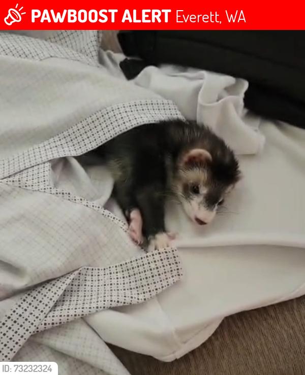 Lost Male Ferret last seen Near 18st, Everett, WA 98201