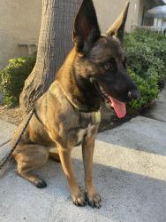 Found/Stray Female Dog last seen La gracia near ralphs, Laguna Niguel, CA 92677