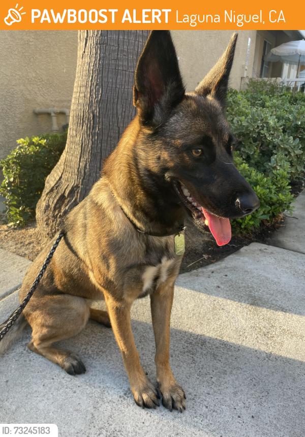 Found/Stray Female Dog last seen La gracia near ralphs, Laguna Niguel, CA 92677