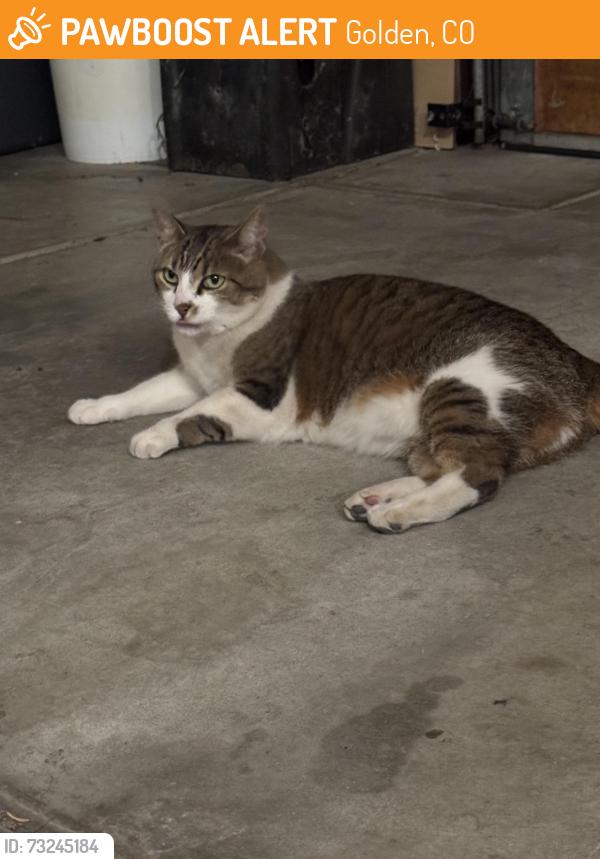 Found/Stray Unknown Cat last seen Simms & Ward, Golden, CO 80403