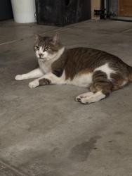 Reunited Unknown Cat last seen Simms & Ward, Golden, CO 80403