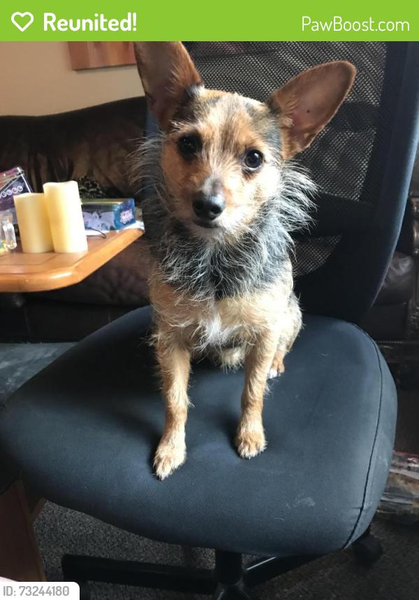 Reunited Male Dog last seen Near cinnamon, Fort Worth, TX 76133