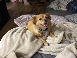 Lost Female Dog last seen Cypress / filmore, Chino, CA 91710