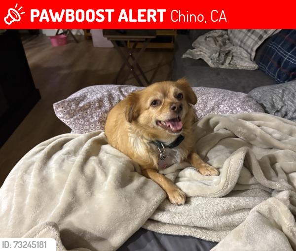 Lost Female Dog last seen Cypress / filmore, Chino, CA 91710