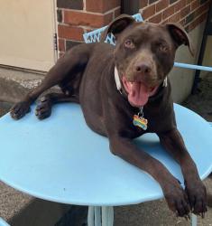 Lost Male Dog last seen Joe Brown Road Hodgenville KY, Hodgenville, KY 42748