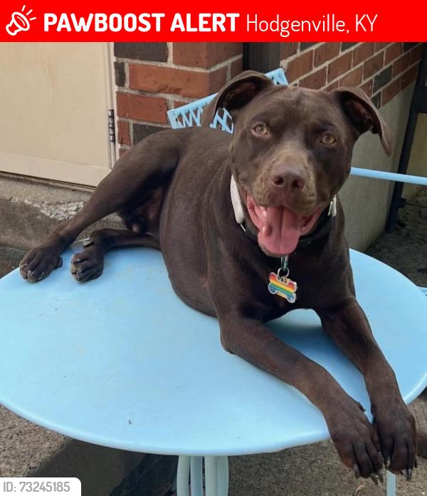 Lost Male Dog last seen Joe Brown Road Hodgenville KY, Hodgenville, KY 42748