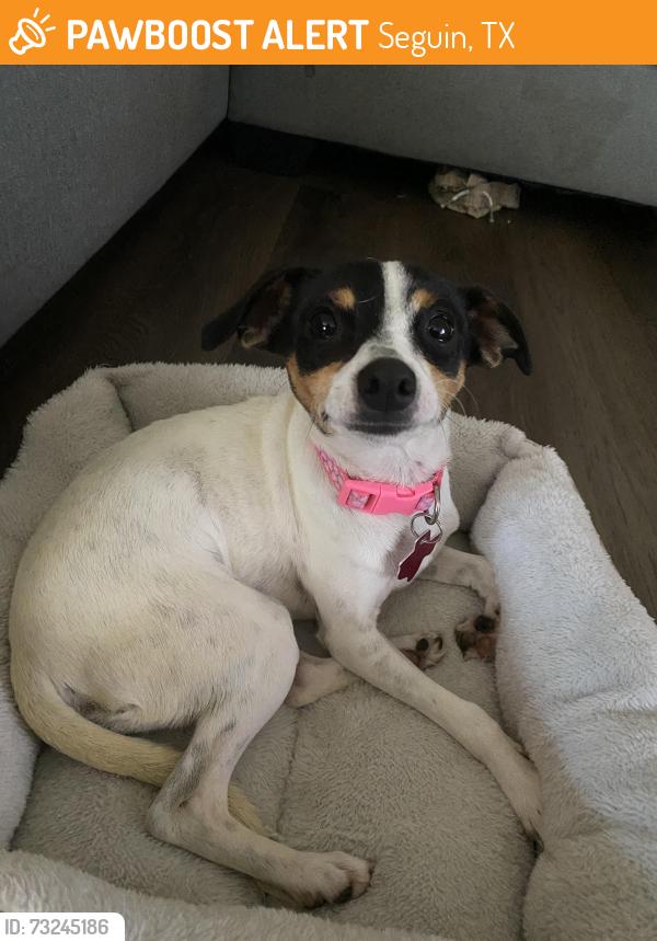 Rehomed Female Dog last seen Hiddenbrooke Neighborhood, Seguin, TX 78155