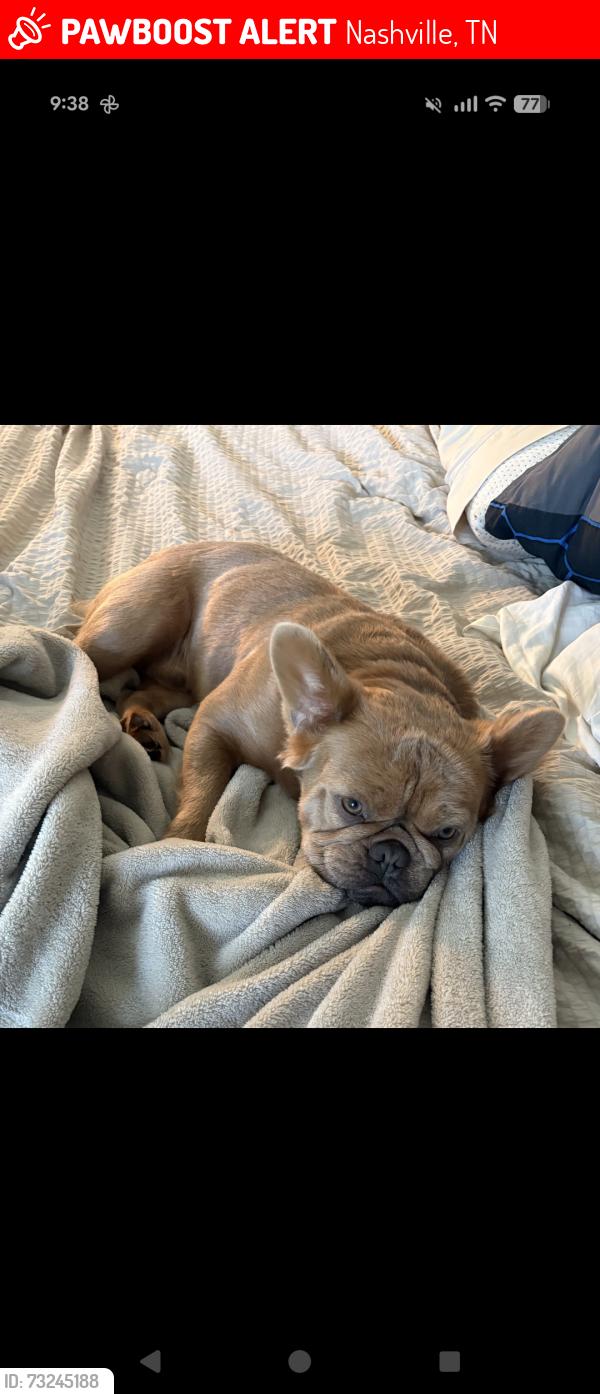 Lost Female Dog last seen Clay st and Cass, Nashville, TN 37208