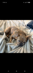 Lost Female Dog last seen Clay st and Cass, Nashville, TN 37208