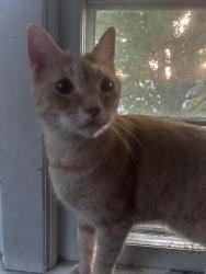 Reunited Male Cat last seen Joli Lane/Nory Lane, Monroe County, NY 14606