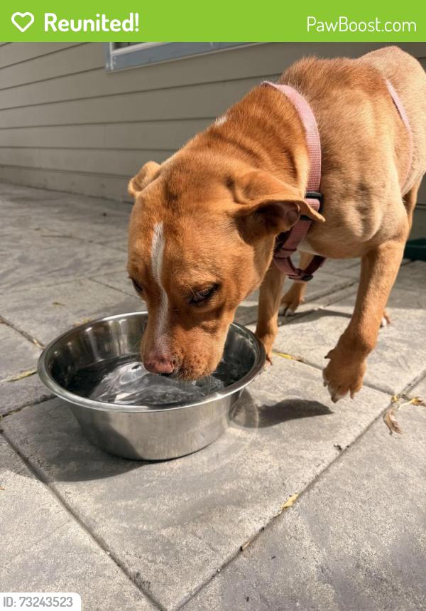 Reunited Female Dog last seen Daleway Spray Park, Lynnwood, WA 98036