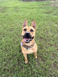 Reunited Male Dog last seen The ranches and heatherwood Inverness, Inverness, FL 34452